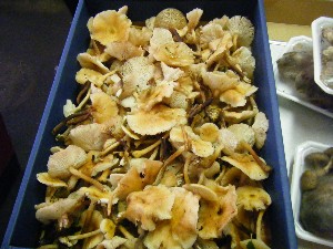 20080906-�{���̔����ł�-_27