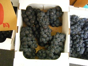 20080906-�{���̔����ł�-_31