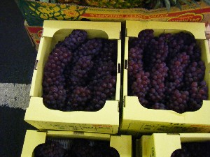 20080906-�{���̔����ł�-_36
