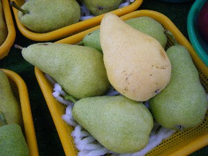 20080906-�{���̔����ł�-_44