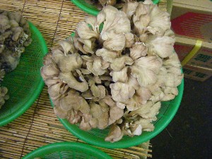 20080906-�{���̔����ł�-_51