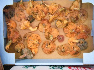 20080906-�{���̔����ł�-_57