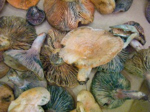 20080906-�{���̔����ł�-_58