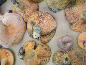 20080906-�{���̔����ł�-_60