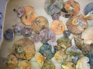 20080906-�{���̔����ł�-_61