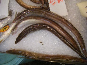 20080906-�{���̔����ł�-_68