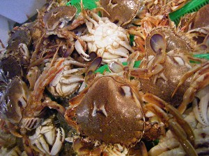 20080906-�{���̔����ł�-_73