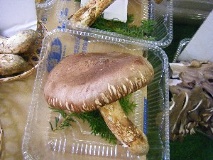 20080913 ���T�̔����ł�_1
