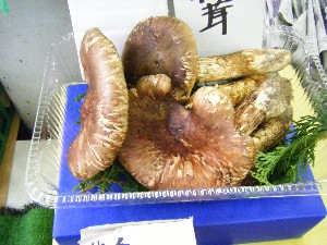 20080913 ���T�̔����ł�_4