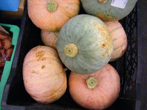 20080913 ���T�̔����ł�_27