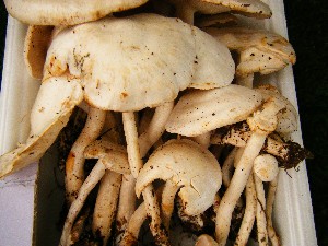 20080920 ���T�̔����ł�_6