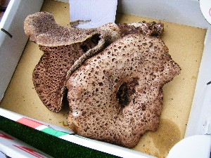 20080920 ���T�̔����ł�_9