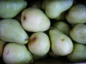 20080920 ���T�̔����ł�_39