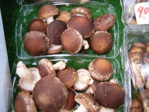 20080927 ���T�̔����ł�_4