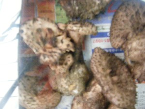 20080927 ���T�̔����ł�_7