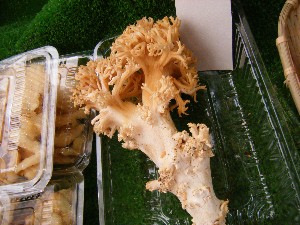 20080927 ���T�̔����ł�_8