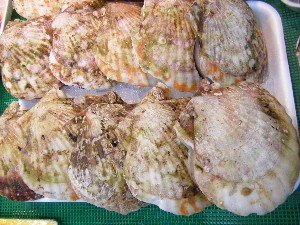 20080927 ���T�̔����ł�_57