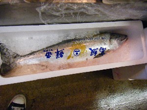 20080927 ���T�̔����ł�_63