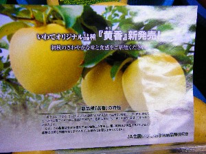 20081004 ���T�̔����ł�_17