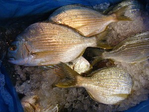 20081004 ���T�̔����ł�_54