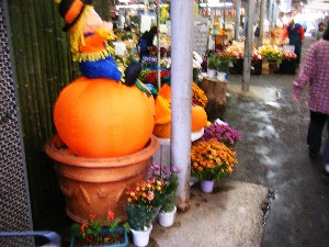 20081011 ���T�̔����ł�_2