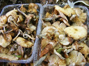 20081011 ���T�̔����ł�_11