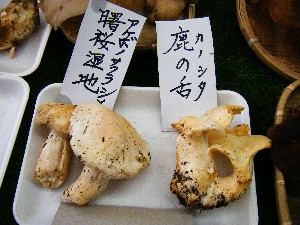 20081011 ���T�̔����ł�_18