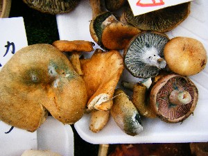 20081011 ���T�̔����ł�_23