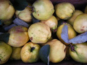 20081011 ���T�̔����ł�_24