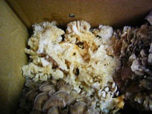 20081011 ���T�̔����ł�_25