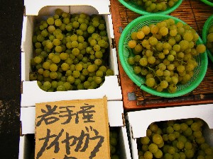 20081011 ���T�̔����ł�_31