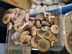 20081011 ���T�̔����ł�_66