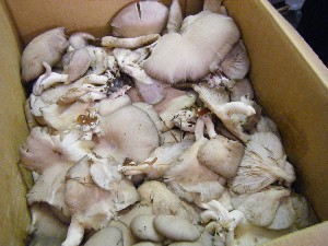 20081018 ���T�̔����ł�_10