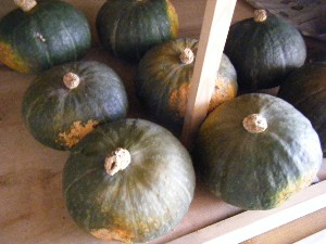 20081018 ���T�̔����ł�_15