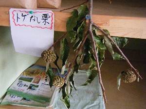 20081018 ���T�̔����ł�_16