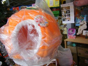 20081018 �J�{�R��_11