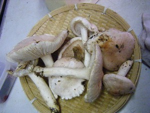 20081018 ���T�̔����ł�_17