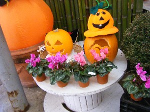 20081018 �J�{�R��_30