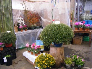 20081018 �J�{�R��_32