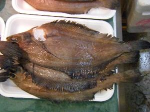 20081018 ���T�̔����ł�_39