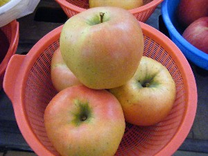 20081018 ���T�̔����ł�_52