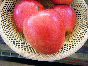 20081018 ���T�̔����ł�_55