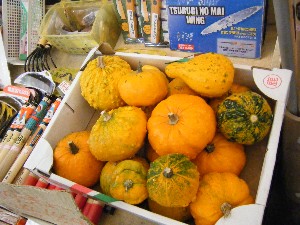 20081025-26 ���T�̔����ł�_9