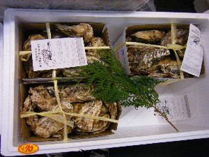 20081101 ���T�̔����ł�_38