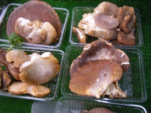 2008/11/15 ���T�̔�����s��_1