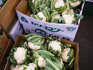 2008/11/15 ���T�̔�����s��_33