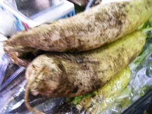 2008/11/15 ���T�̔�����s��_37