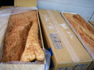 2008/11/15 ���T�̔�����s��_41