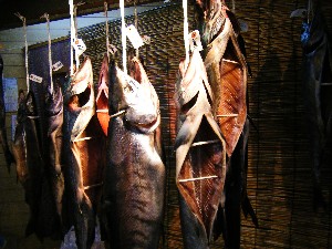 2008/11/22 �{���̔����ł�_10