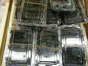 2008/11/29 �{���̔����ł�_8